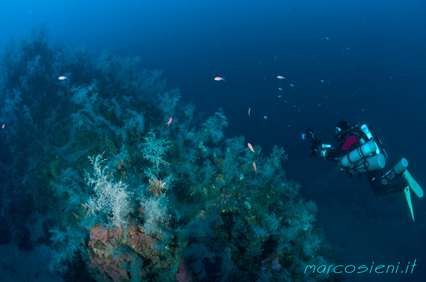 Black Coral in Mezzo Canale shoal