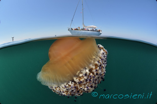 Cassiopea under boat