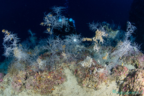 Corallo nero sulla terrazza dei 60 metri