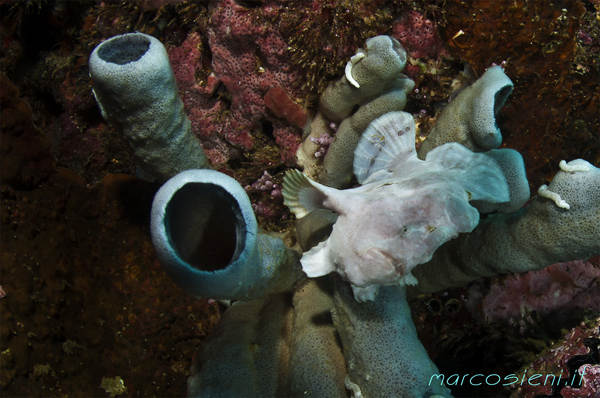 Sampaguita Resort Filippine Frog Fish