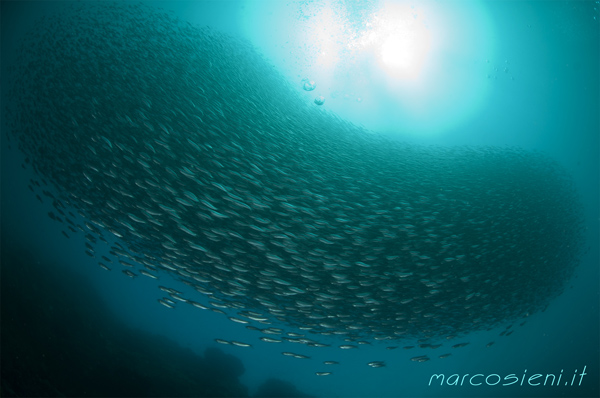 sardines shoal in Sampaguita Filippines Island