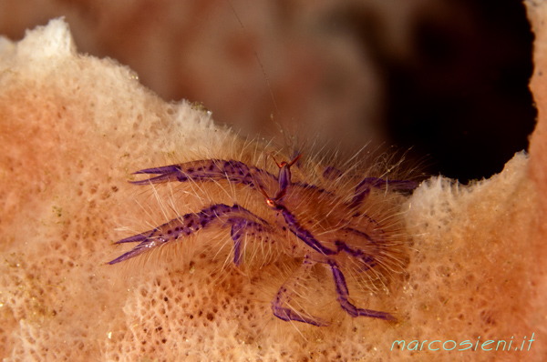 Mini crab in Cebu island