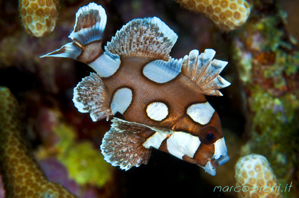 Plectorhinchus chaetodonoides Dolcilabbra a puntini (giovanile)