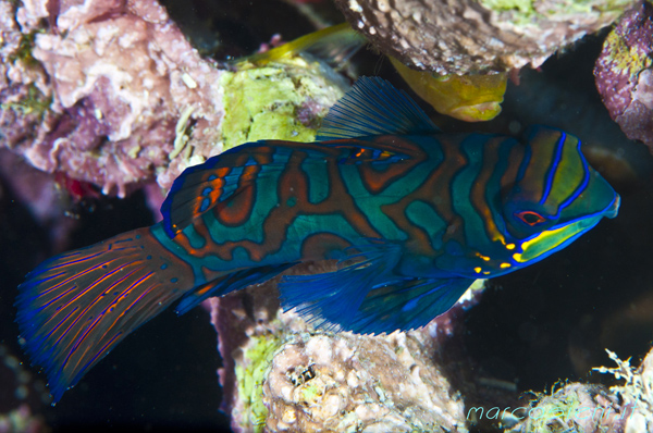 Mandarin Fish