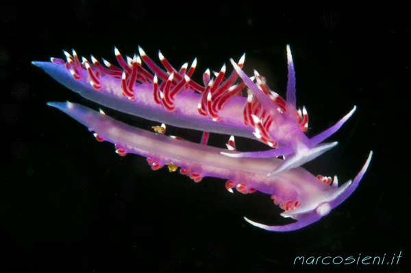 Flabellina Pedata