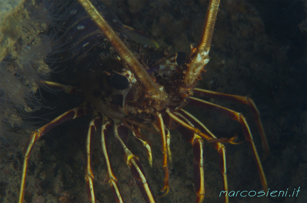 Lobster in Paguro Wreck