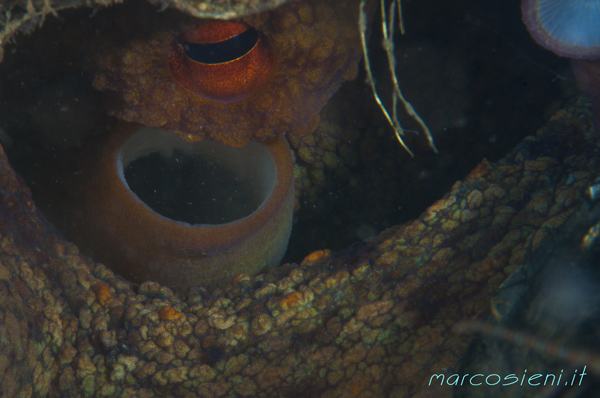 Octopus with eggs in Paguro Wreck