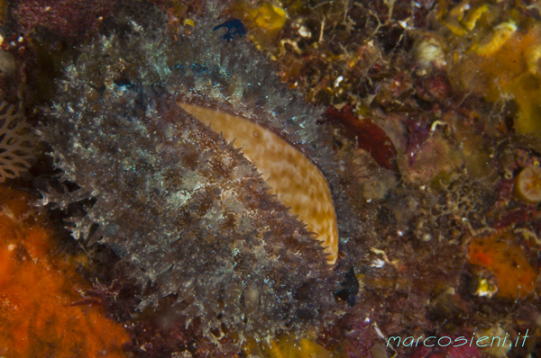 Cypraea Spurca o Erosaria Spurca