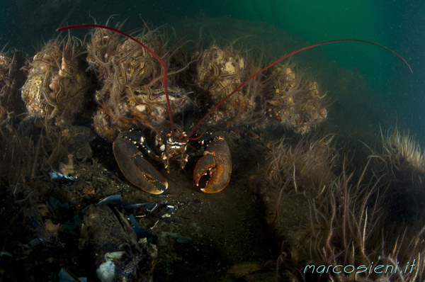 Lobster in Paguro Wreck