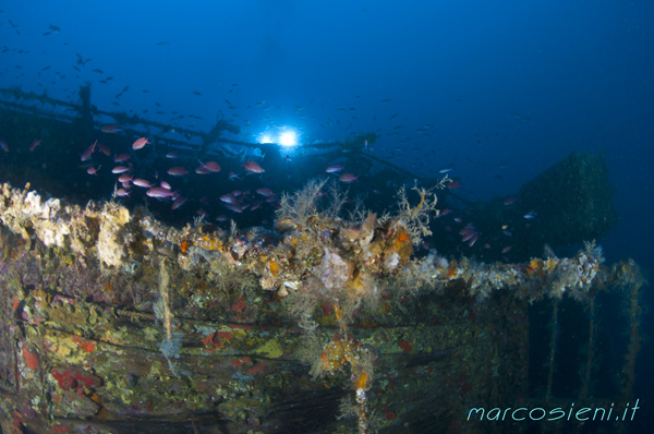 Nasim wreck Giannutri Island