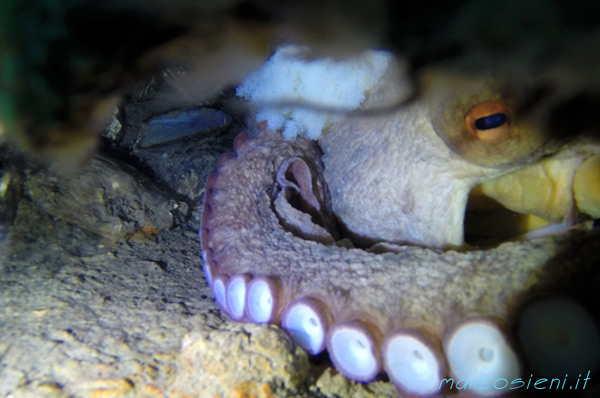 Octopus and its Eggs