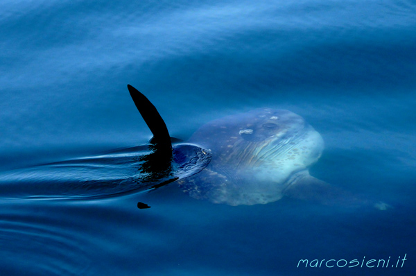 Moon Fish in North Adriatic