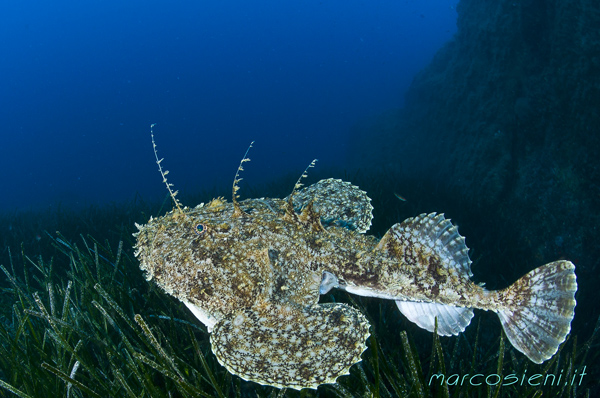 Rana Pescatrice in Scole, Giglio Island