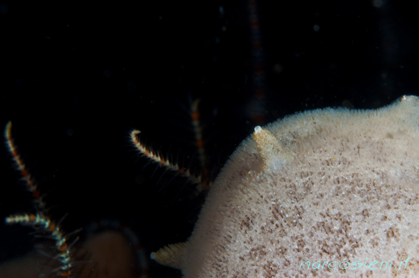 Nudibranc Jarunna Tomentosa