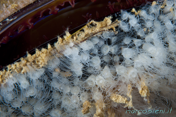 Small Scifopolipi in a Mussel, in Paguro Wreck