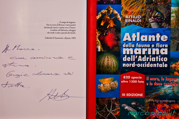 Last Rinaldi Attilio book