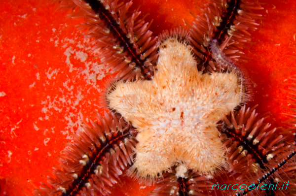 Adriatic sea, Paguro wrek, Brittle stars or ophiuroids