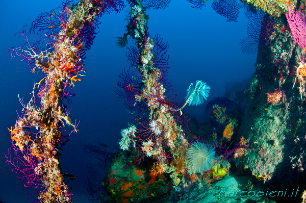 Giglio Island
