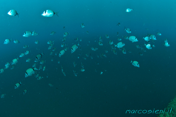 Summer in Paguro wreck, Saragus, & big Galatea