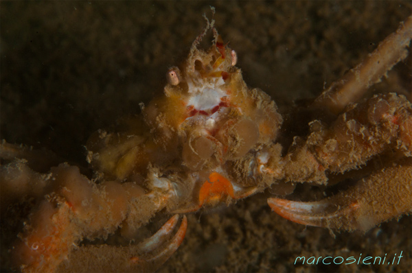 Inachus & Spider Crab