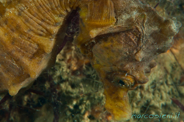 Km 0 Dives, Baiona - Ravenna Lagoon