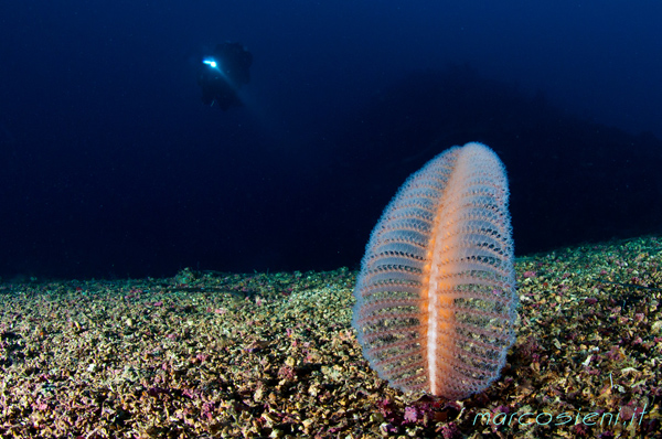 Giannutri Island deep dive