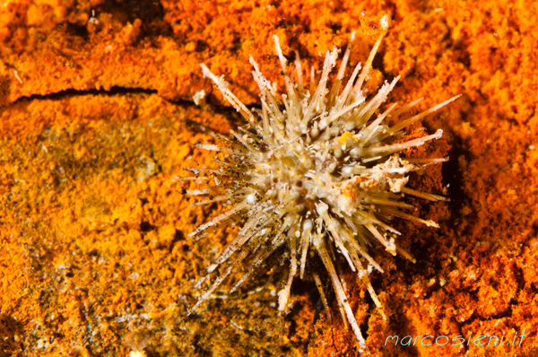 Psammechinus Microtunerculatus in Paguro wreck