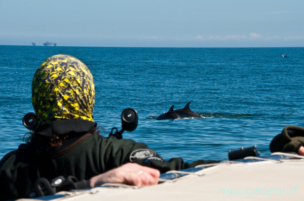 First Paguro dive with dolphins