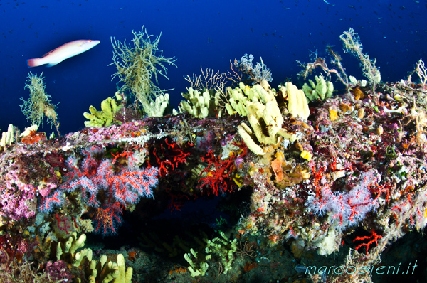 Ponza new shoal with a lot of red coral