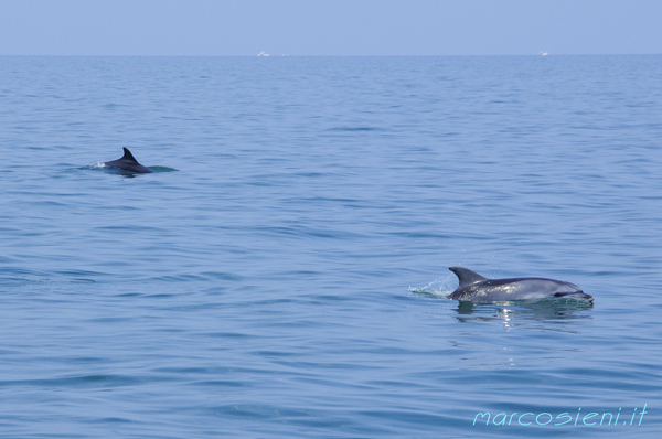 Dolphins wreck