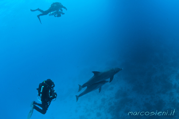 Ponza Diving Red Sea CCR scuba cruise