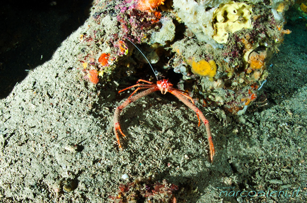 Munida Rugosa Giannutri Island Munida Rugosa Giannutri Island