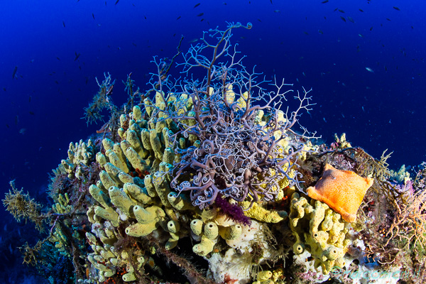 DiveUp in Ponza, with Ponza Diving