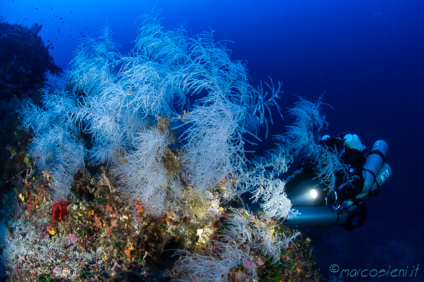 Dive in Giannutri, Punta Pennello