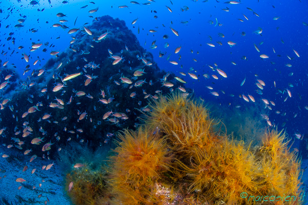Amazing Ponza Island by Ponza Diving