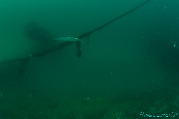 Amazing Paguro wreck