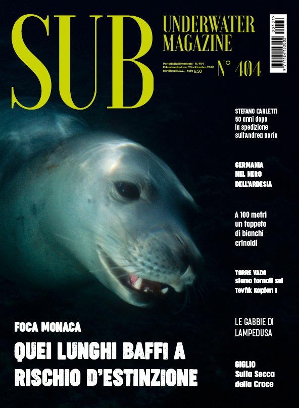 Il candido Crinoide del Mediterraneo - Leptometra phalangium - Sub Underwater Magazine 404