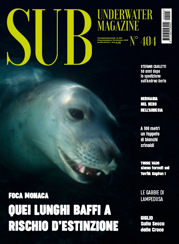 Leptometra phalangium - Sub Underwater Magazine 404