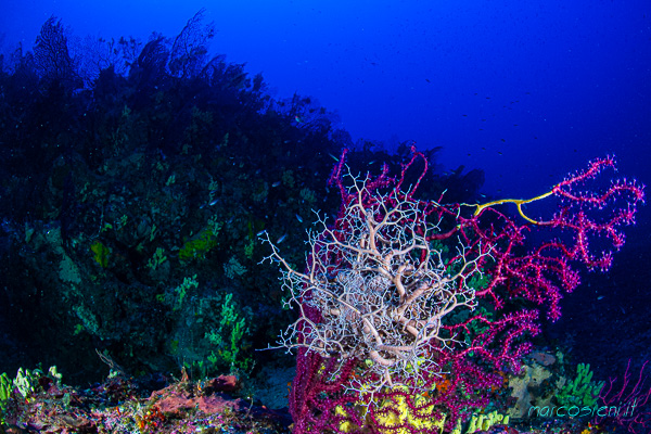 Punta Capel Rosso Giglio