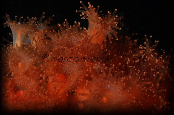 Anemoni Gioiello Paguro Anemoni Gioiello Paguro