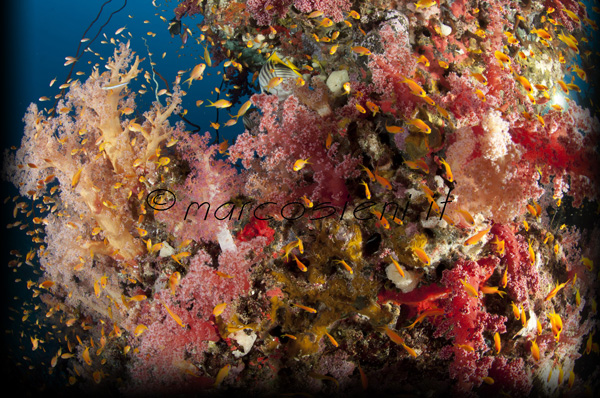 Colors explosion Colors explosion