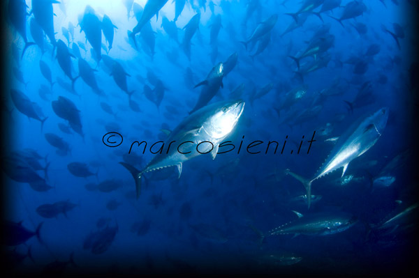 Tuna farm in Malta