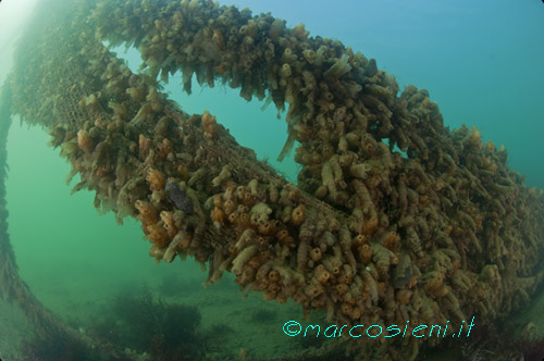 Baiona Diving