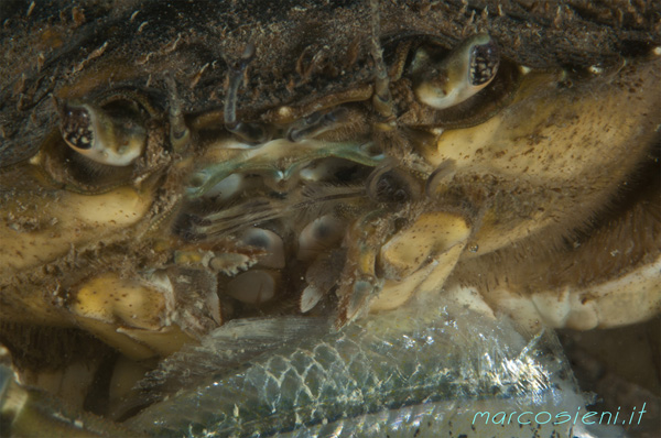 The crab is eating