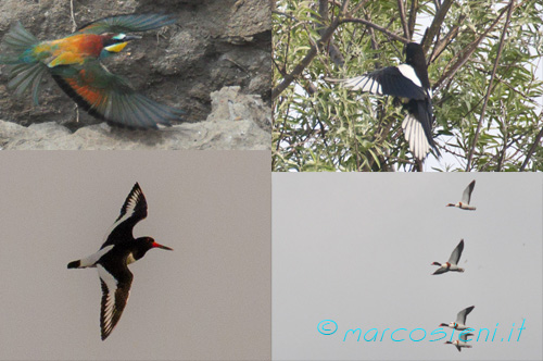 Bird watching in Baiona