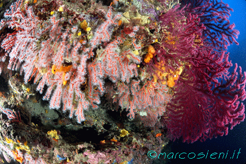 Corallo Rosso - Argentario