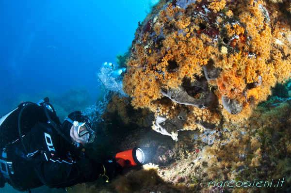 Parazoantus with Il Bio