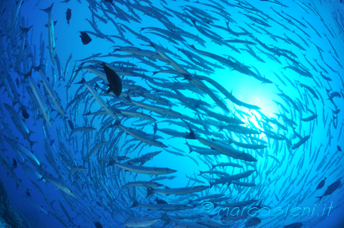 Sudanese Red Sea