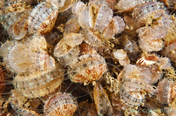 A lot of Young Chlamys varia