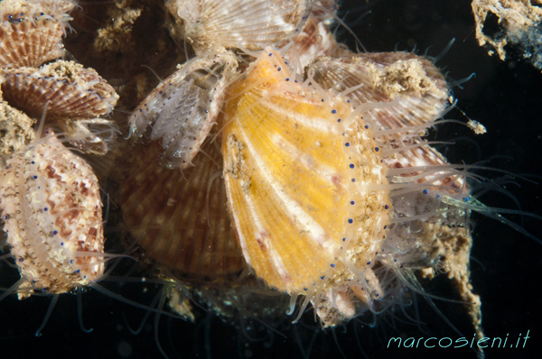 Young Chlamys varia